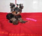 yorkshire terrier s PP