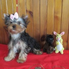 yorkshire terrier s PP