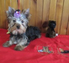 yorkshire terrier s PP