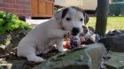 Jack Russell Terir