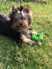 yorkshire terrier s PP