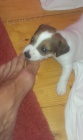 Prodm ttka jack russel