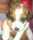 Prodm ttka jack russel