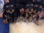 Yorkshire terrier s PP