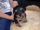 Yorkshire terrier s PP