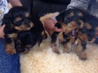 Yorkshire terrier s PP