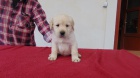 Labradorsk retriever s PP