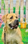 ttka Boerboel