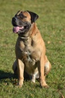 ttka Boerboel