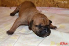 Boerboel tata s PP