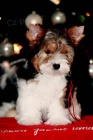 Biewer Yorkshire terrier