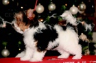 Biewer Yorkshire terrier