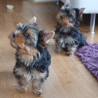 Yorkshire terrier - Krsn a zdrav ttka s PP