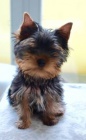 Yorkshire terrier - Krsn a zdrav ttka s PP