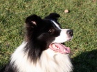 Border kolie/ border collie