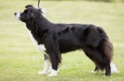 Border kolie/ border collie