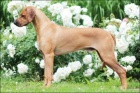 Rhodsk ridgeback