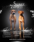 Rhodesian ridgeback s PP