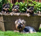 yorkshire terrier s PP