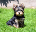 yorkshire terrier s PP