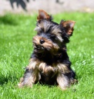 yorkshire terrier s PP