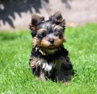 yorkshire terrier s PP