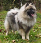 Keeshond / vl pic prodm tata s PP