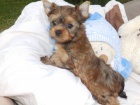 Biewer Yorkshire Terrier ttka