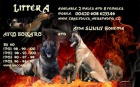 belgick ovk malinois s PP 