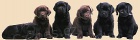 okoldov ttka- Labradorsk retriever s PP