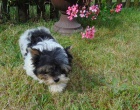 Biewer yorkshire terrier - ttka s PP