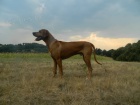 Rhodzsky ridgeback kryt