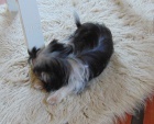 Biewer yorkshire terrier - feneka s PP