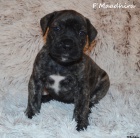 Boerboel tata s PP