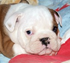 Anglick buldok, English Bulldog, buldog s PP