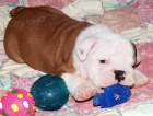 Anglick buldok, English Bulldog, buldog s PP