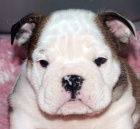 Anglick buldok, English Bulldog, buldog s PP