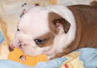 Anglick buldok, English Bulldog, buldog s PP