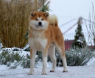 Rezervace Akita Inu s PP