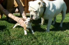  Staroanglick buldok, Old English Bulldog