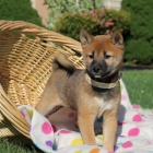 tata shiba inu na prodej