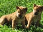   Shiba-Inu 