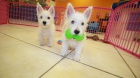 West Highland terir Westie tata