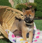 Shiba-Inu