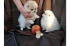 Nmeck pic,Pomeranian tata s pp