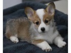 Rozkon velsk corgi Pembroke tata.