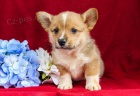 Sladk velsk Corgi (Pembroke) tata