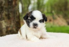 Sladk Shih Tzu tata