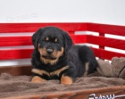 Pkn Rottweiler tata