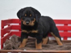 Pkn Rottweiler tata